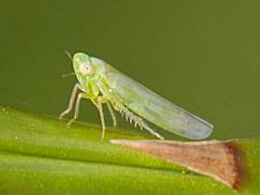 Leafhopper